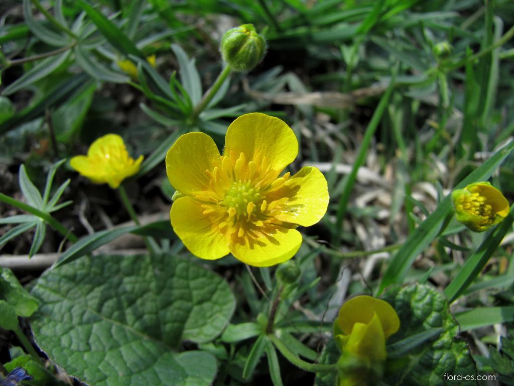 Scharfer Hahnenfuß (Ranunculus acris)
