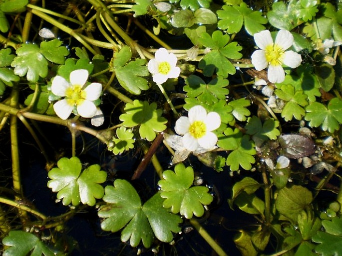 Wasserhahnenfuß (Ranunculus aquatilis)