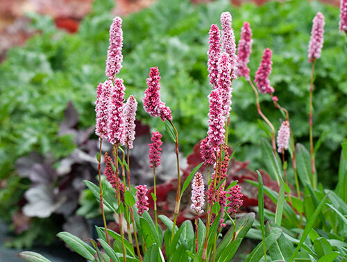 Knöterich (Persicaria)