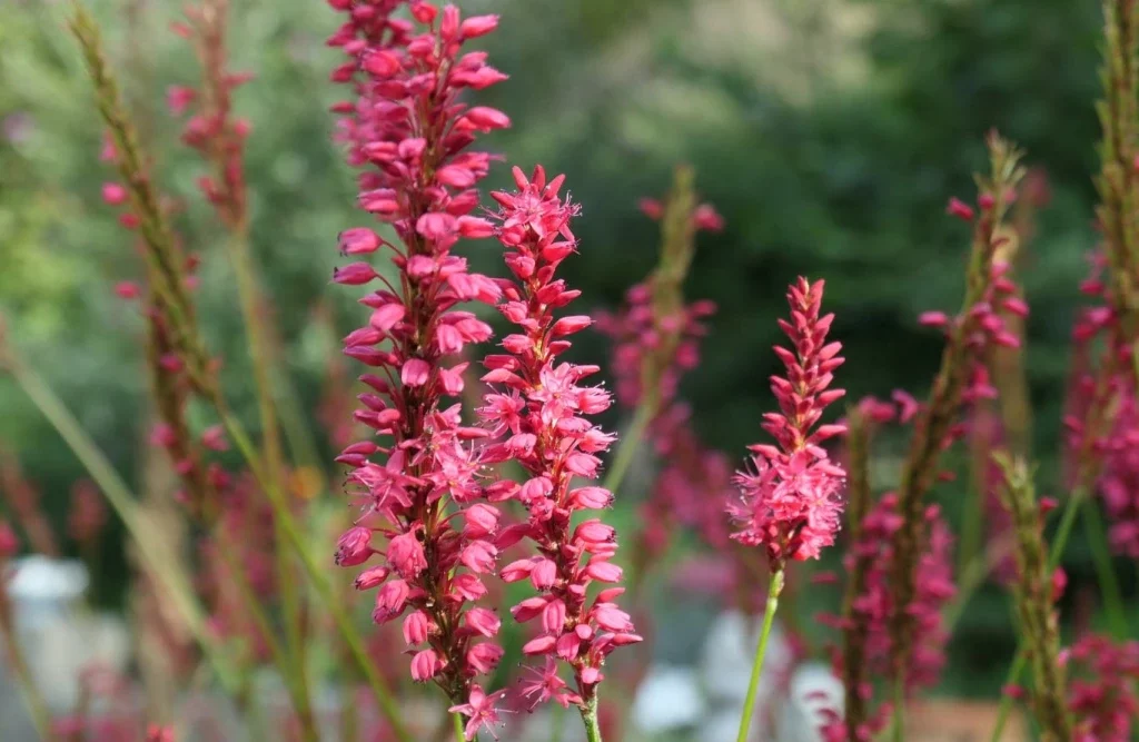 Roter Wiesenknöterich (Persicaria amplexicaulis)