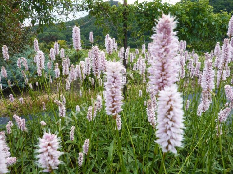 Schlangenknöterich (Persicaria bistorta)