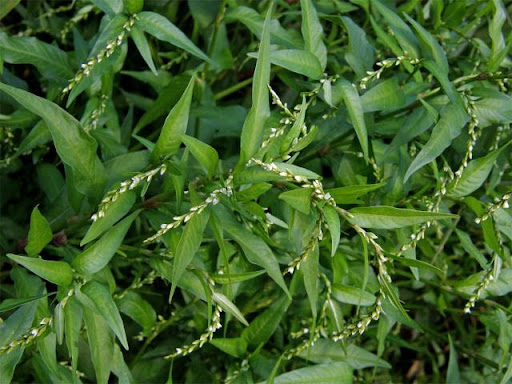Wasserpfeffer (Persicaria hydropiper)