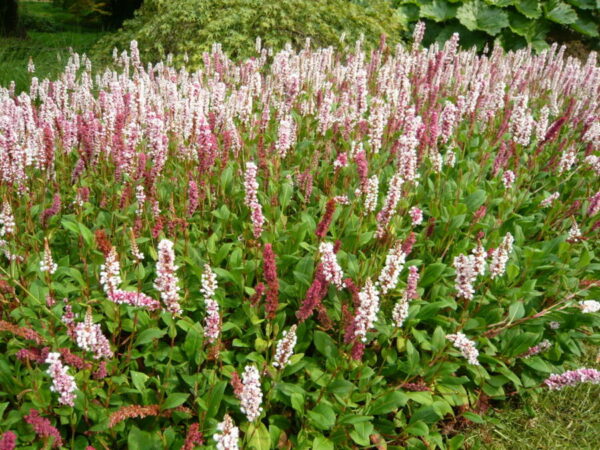 Kriechender Knöterich (Persicaria affinis)