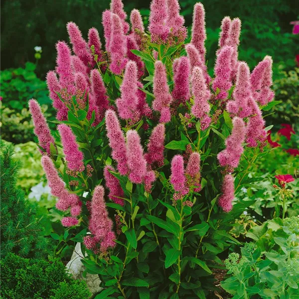 Billards Spierstrauch (Spiraea × billardii 'Triumphans')​