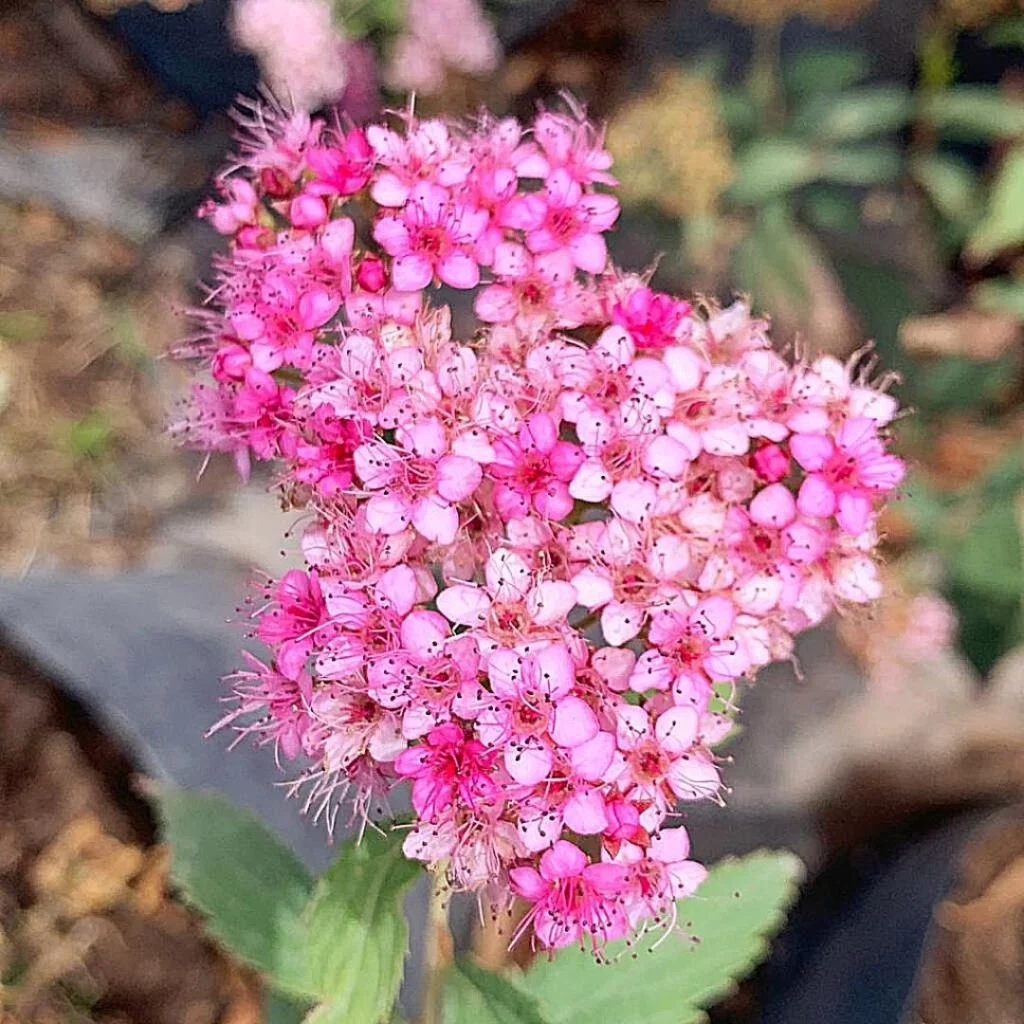 Bumalda-Spiere (Spiraea × bumalda)​