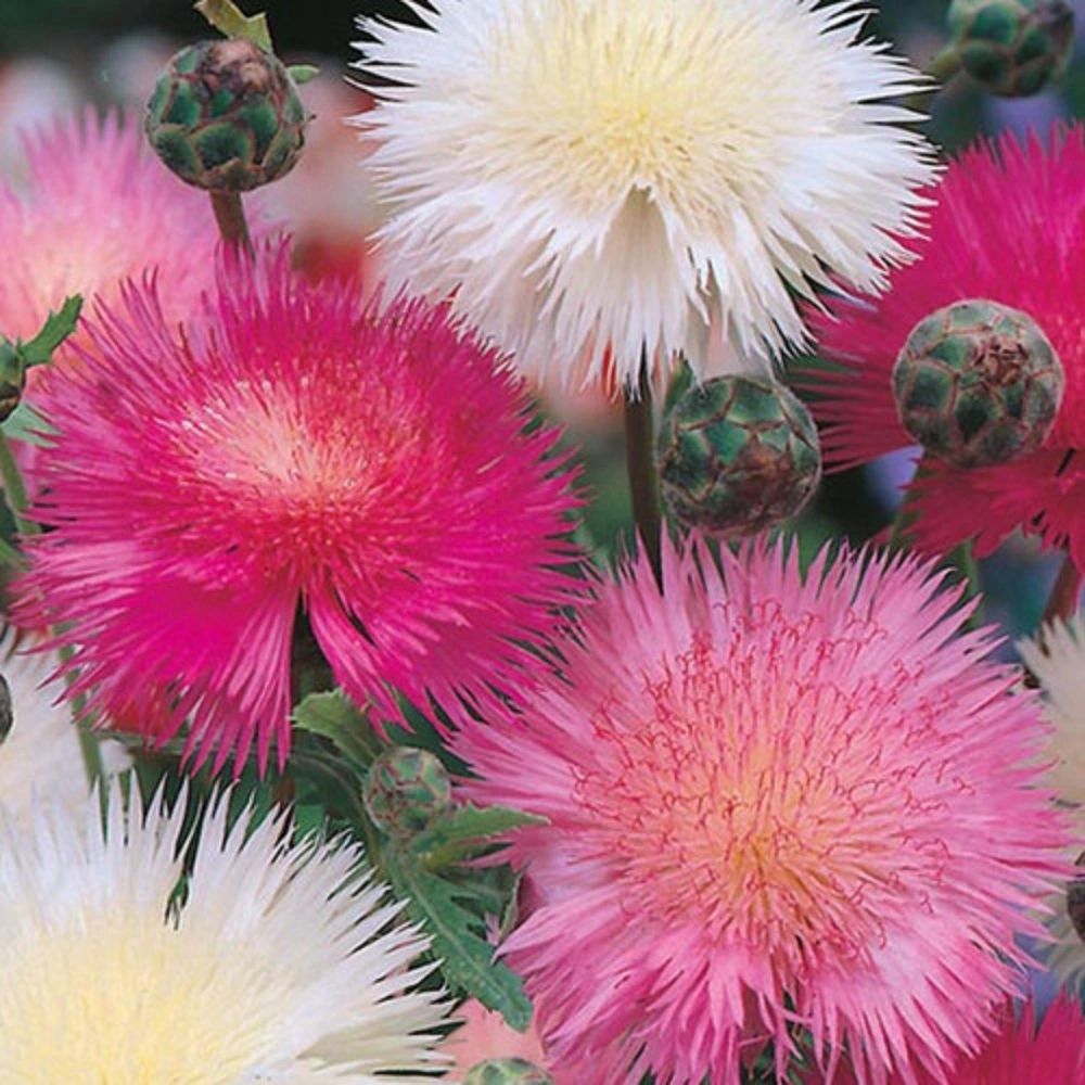 Moschusflockenblume (Centaurea moschata)​
