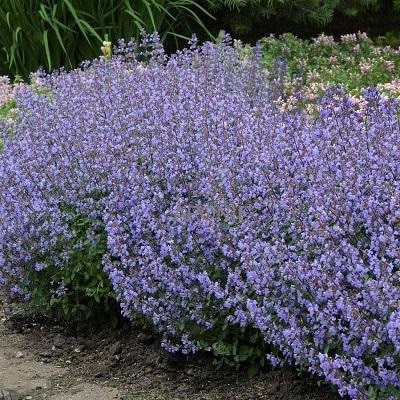 Blaue Katzenminze - Nepeta × faassenii