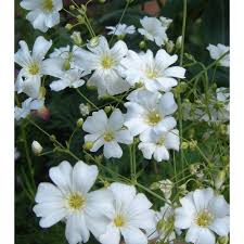 Schleierkraut - Gypsophila elegans