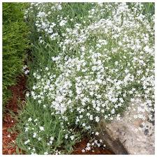 Kriechendes Schleierkraut - Gypsophila repens