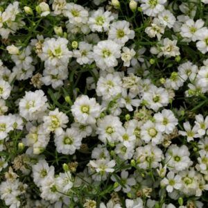 Mauer-Gipskraut (Gypsophila muralis) mit dichtem Teppich aus gefüllten weißen Blüten