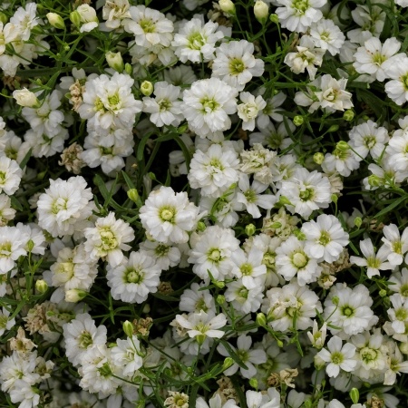 Mauergipskraut - Gypsophila muralis