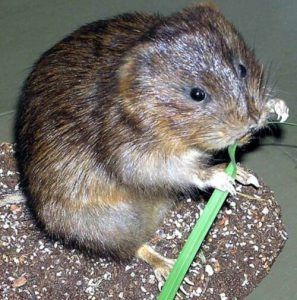 Ostschermaus (Arvicola amphibius) mit einem Grashalm in den Pfoten