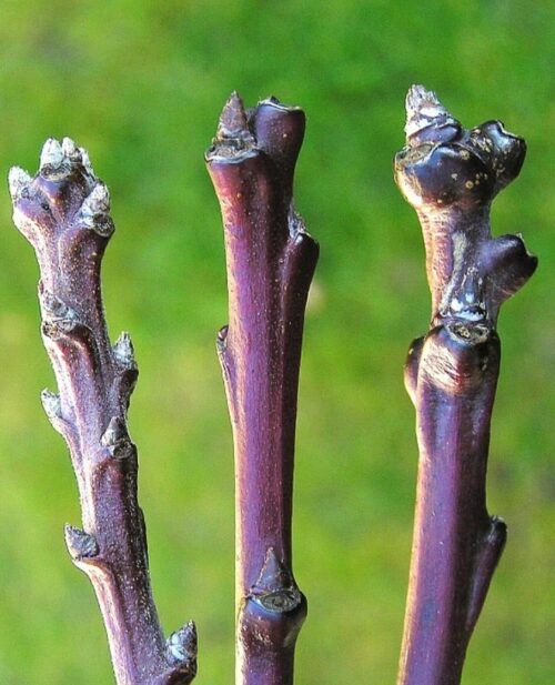 Drei junge, blauviolette Pflaumentriebe mit Knospen