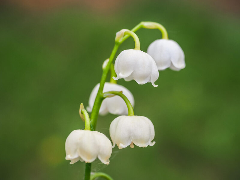 Maiglöckchen (Convallaria majalis)​