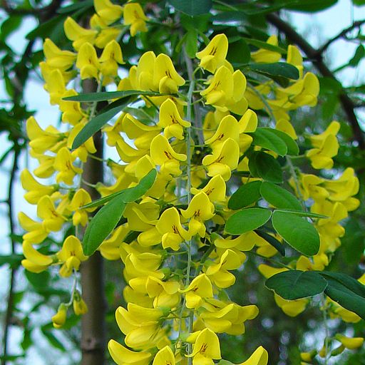 Alpiner Goldregen - Laburnum alpinum