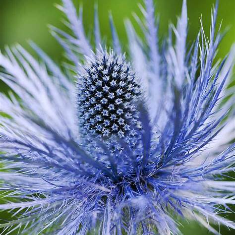 Alpendistel 'Superbum' (Eryngium alpinum 'Superbum')
