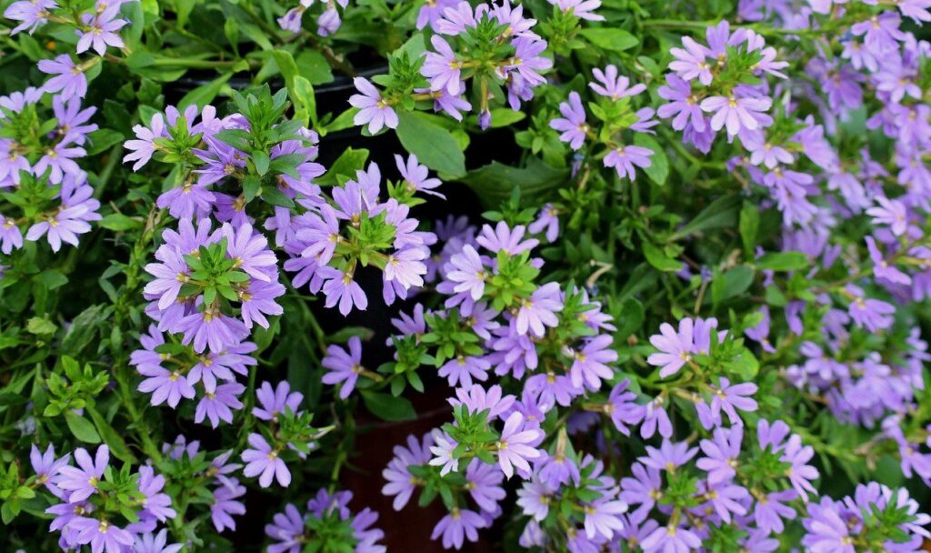 Fächerblume (Scaevola humilis)