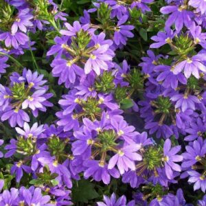 Fächerblume (Scaevola aemula)