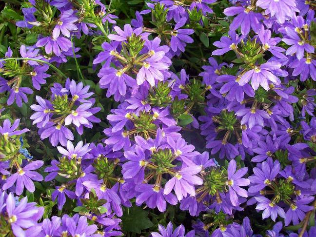 Fächerblume (Scaevola aemula)