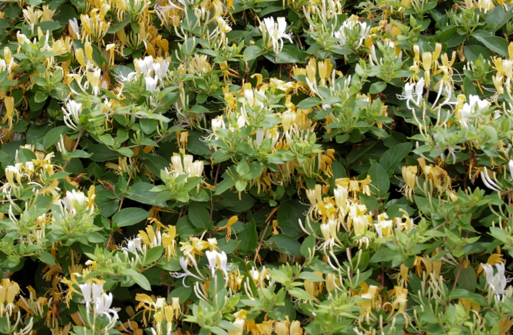 Henrys Geißblatt (Lonicera henryi)