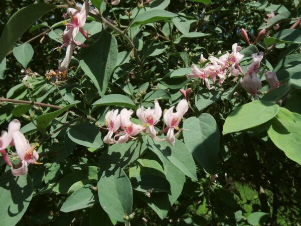 Korolkow-Heckenkirsche (Lonicera korolkowii)