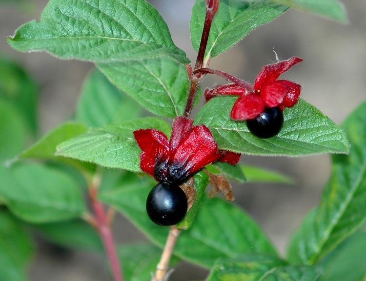 Ledebours Heckenkirsche (Lonicera ledebourii)