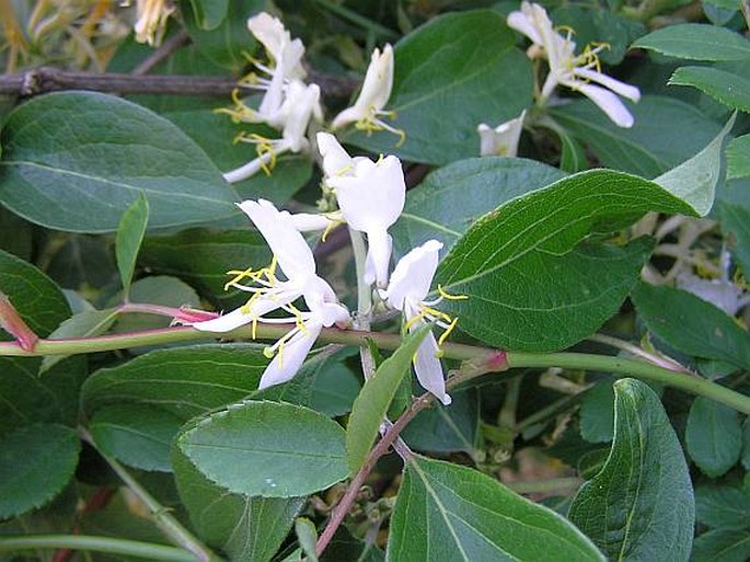 Maiacks Geißblatt (Lonicera maackii)