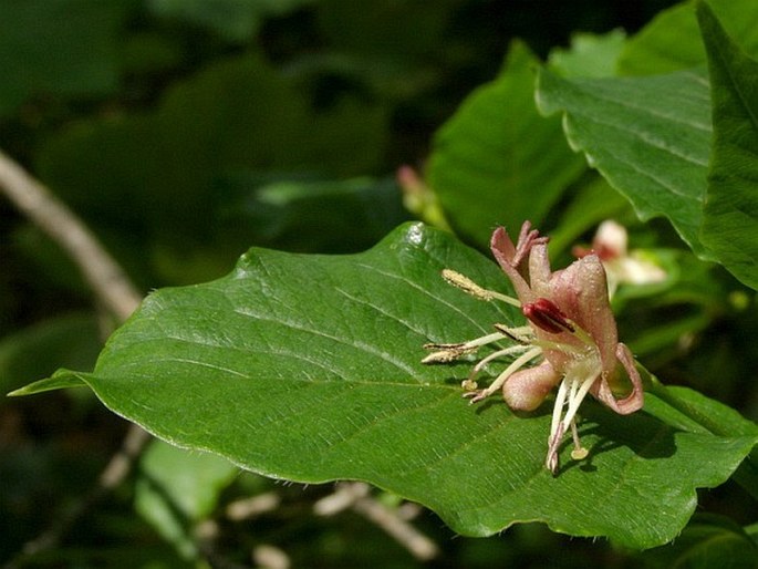 Alpen-Heckenkirsche (Lonicera alpigena)