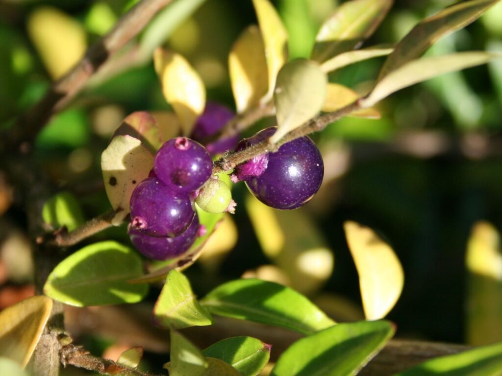 Heckenkirsche lila (Lonicera pileata)