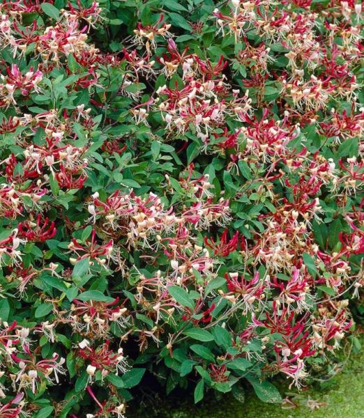Japanisches Geißblatt (Lonicera japonica)