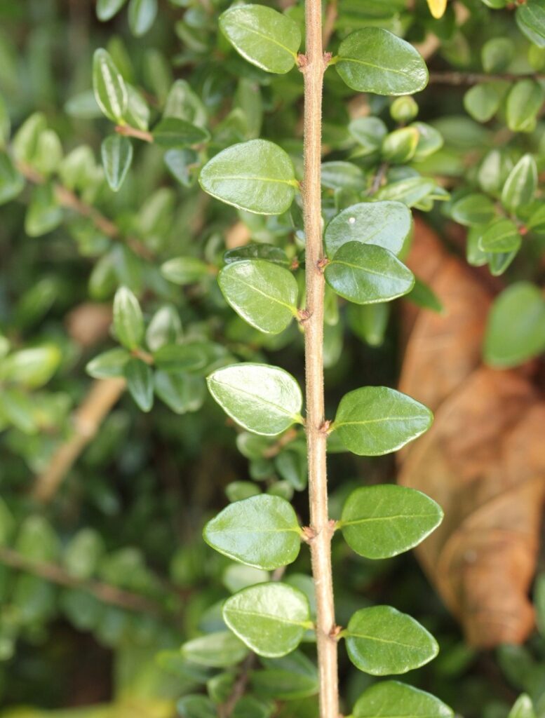 Glänzende Heckenkirsche (Lonicera nitida)