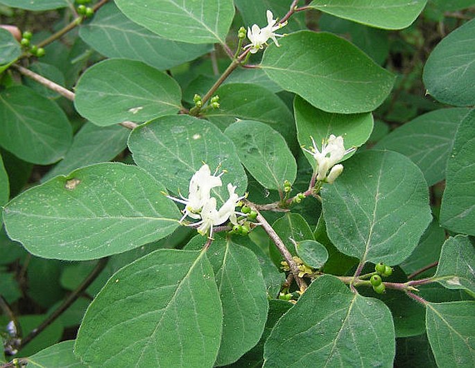 Geißblatt (Lonicera caprifolium)