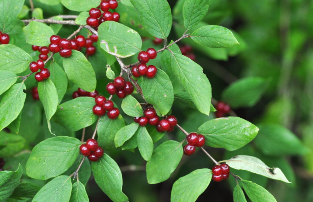 Gewöhnliche Heckenkirsche (Lonicera xylosteum)