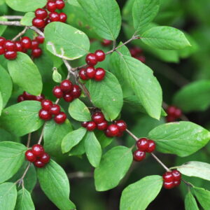 Gewöhnliche Heckenkirsche (Lonicera xylosteum)