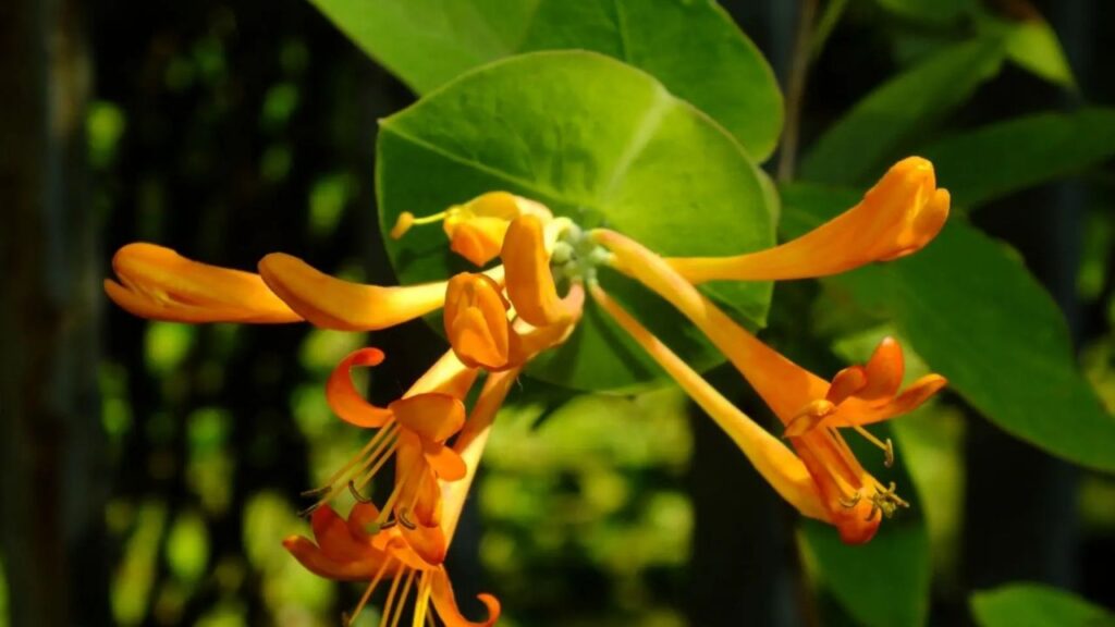 Geißblatt (Lonicera periclymenum)