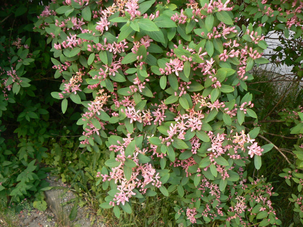 Tatarische Heckenkirsche (Lonicera tatarica)