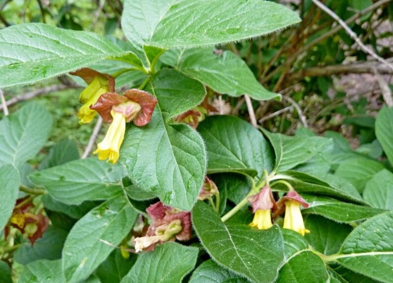 Heckenkirsche (Lonicera involucrata)
