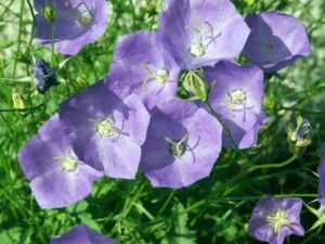 Karpaten-Glockenblume - campanula carpatica