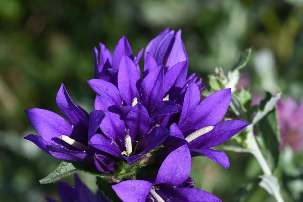 Knäuel-Glockenblume - Campanula glomerata