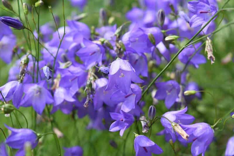 Rundblättrige Glockenblume - Campanula rotundifolia