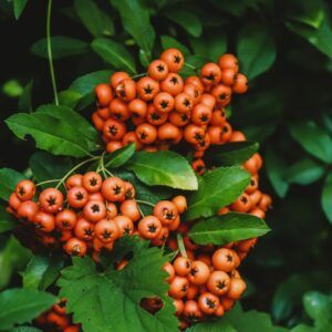 Dichte Büschel orangeroter Feuerdorn-Beeren zwischen dunkelgrünen gezähnten Blättern