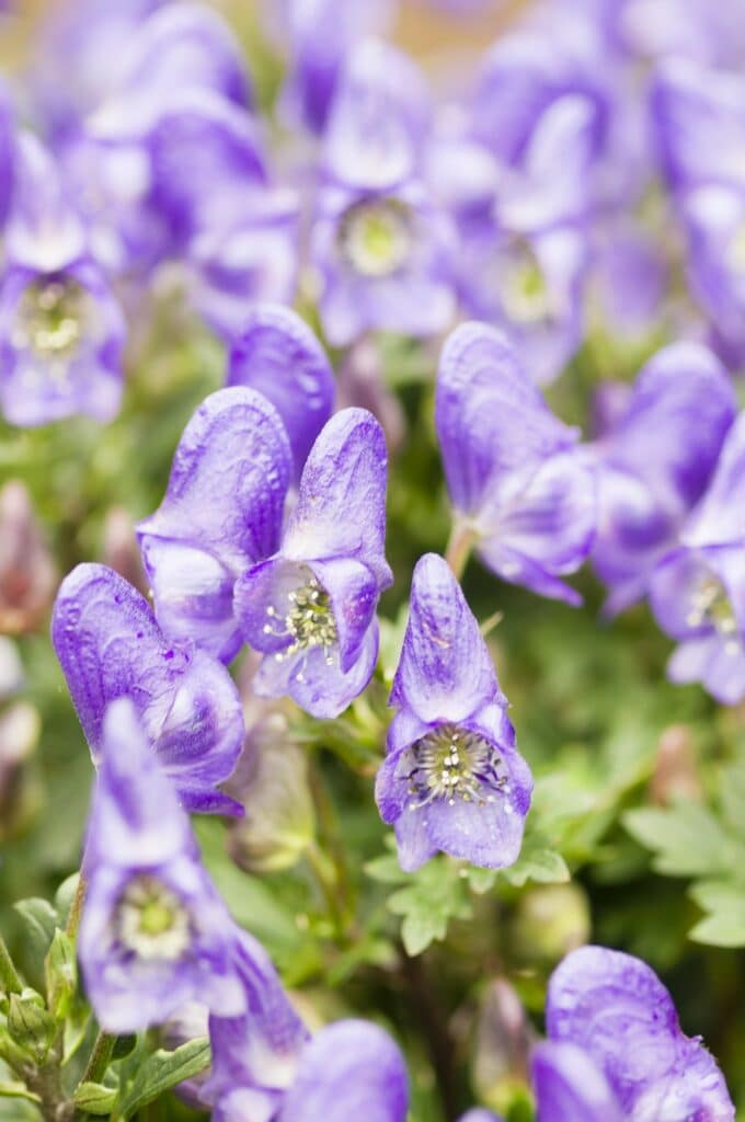 Eisenhut - Aconitum napiforme
