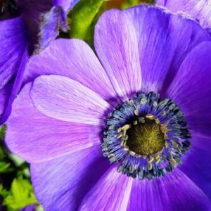 Nahaufnahme einer violetten Anemonenblüte mit dunklem Staubblattkranz um die grüne Mitte