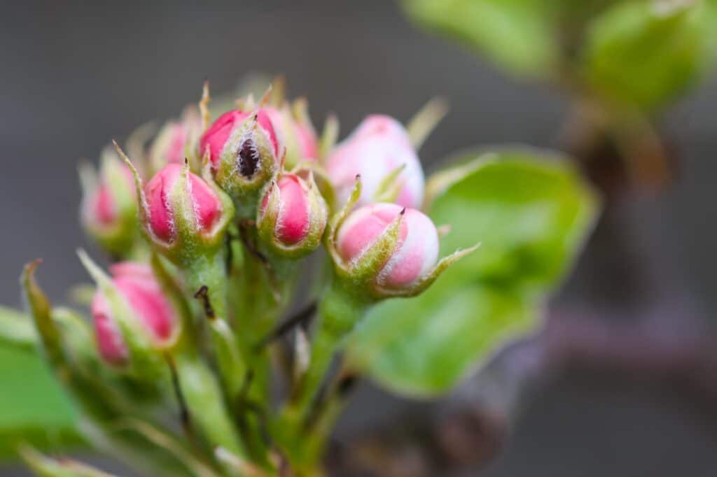 Der Apfelblütenstecher befällt die Knospen der Apfelbäume