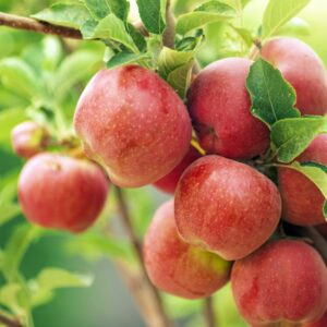 Apfelmosaikvirus befällt Apfelbäume
