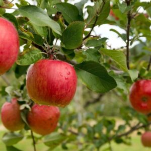 Apfelschorf befällt hauptsächlich Apfelbäume