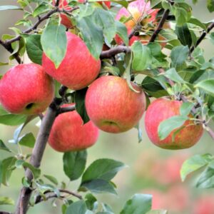 Phytoplasmische Proliferation des Apfelbaums