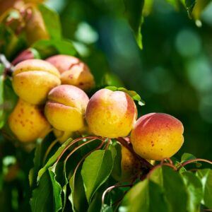 Schrotschusskrankheit der Steinobstbäume befällt auch Aprikosen