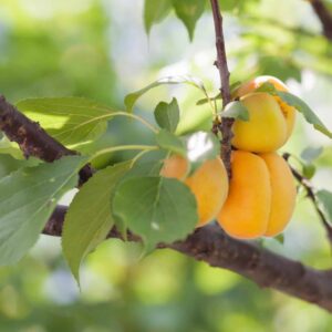 Monilia-Blütenbrand befällt Aprikosen