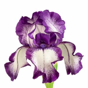 Schwertlilienblüte mit weißen Blütenblättern und kräftig violettem Rand, freigestellt vor weißem Hintergrund